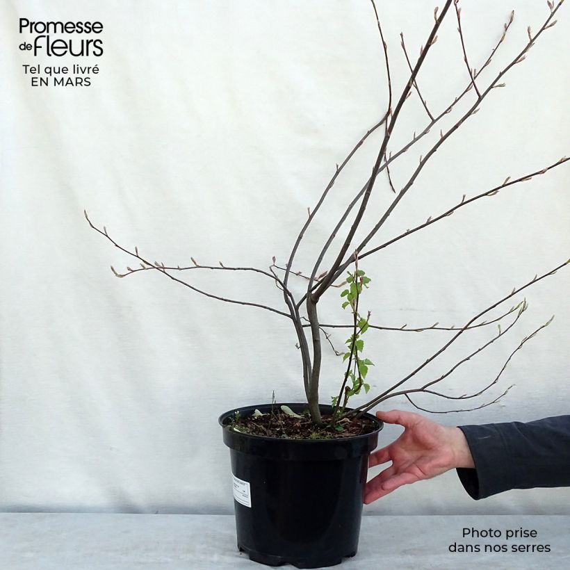 Amelanchier lamarckii - Pero corvino Vaso da 7,5L/10L esemplare consegnato in primavera