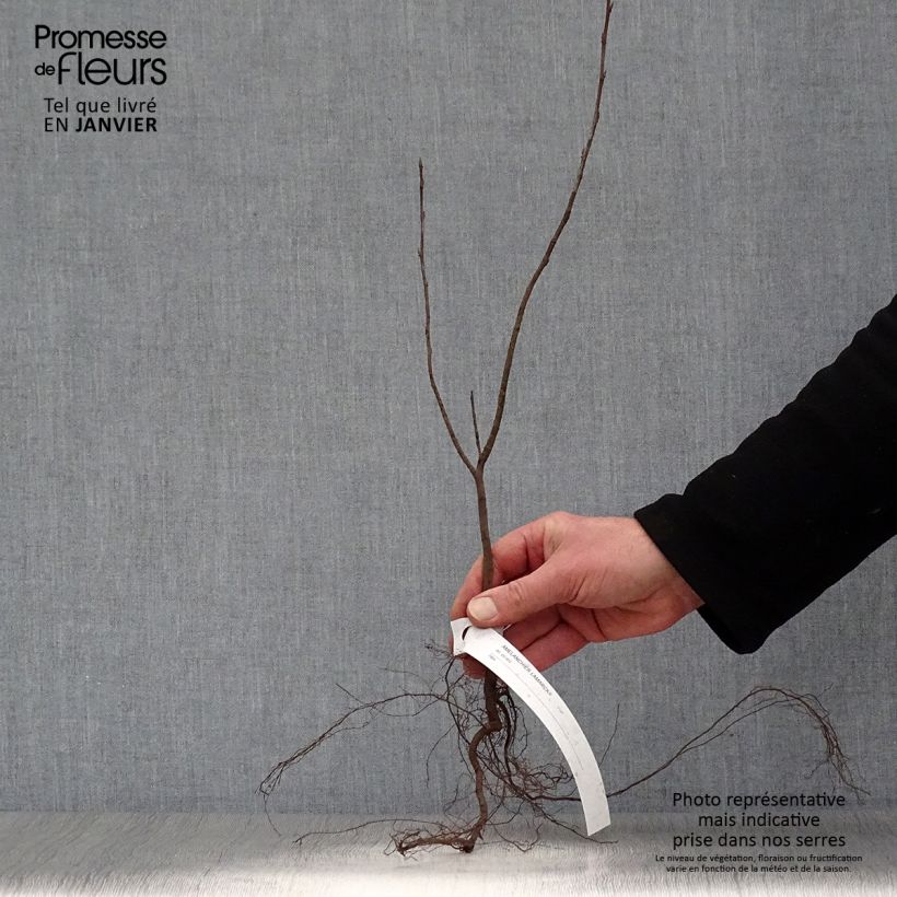 Amelanchier lamarckii - Pero corvino Piante piccole a radice nuda esemplare consegnato in inverno