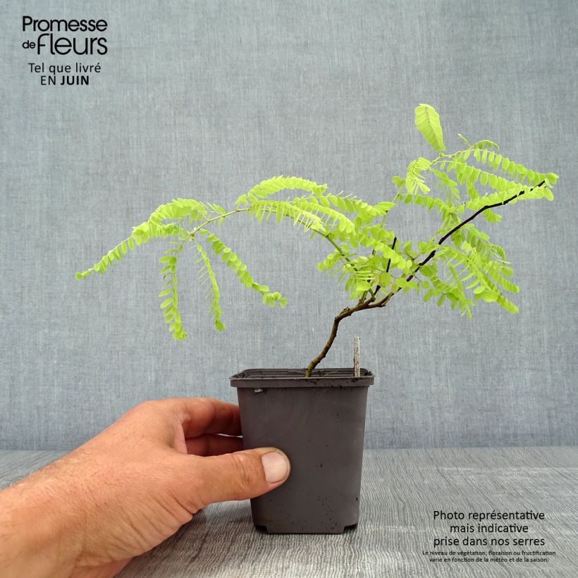 Esemplare di Amorpha canescens Vasetto da 8/9 cm consegnato in estate
