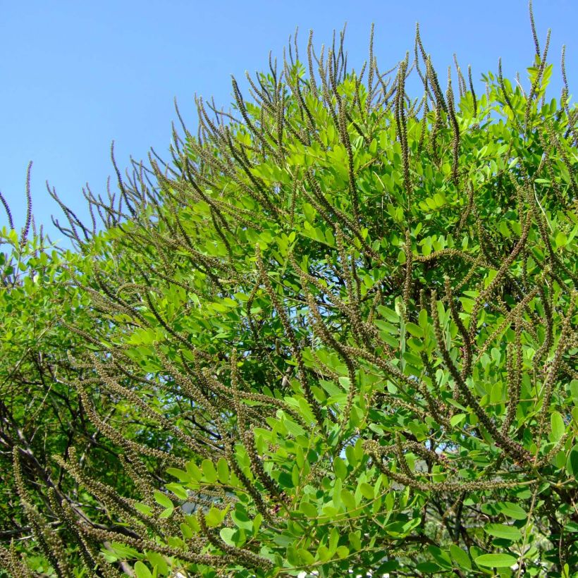 Amorpha ouachitensis (Porto)