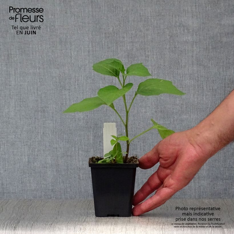 Esemplare di Physalis alkekengi var. franchetii - Alchechengi Vasetto da 8/9 cm consegnato in estate