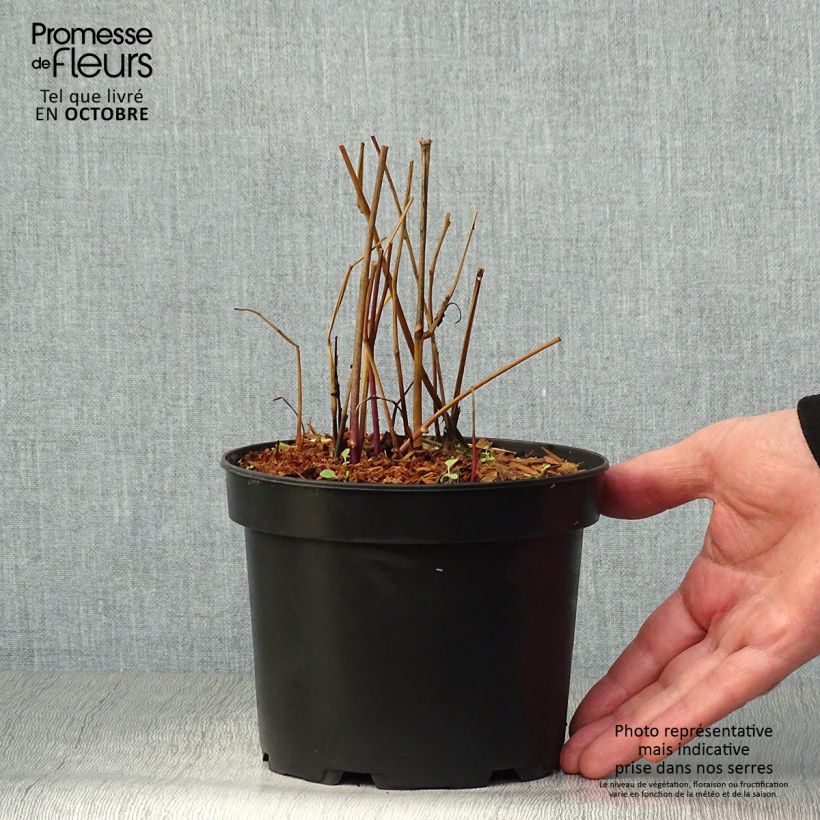 Esemplare di Physalis alkekengi var. franchetii - Alchechengi Vaso da 2L/3L come consegnato in autunno