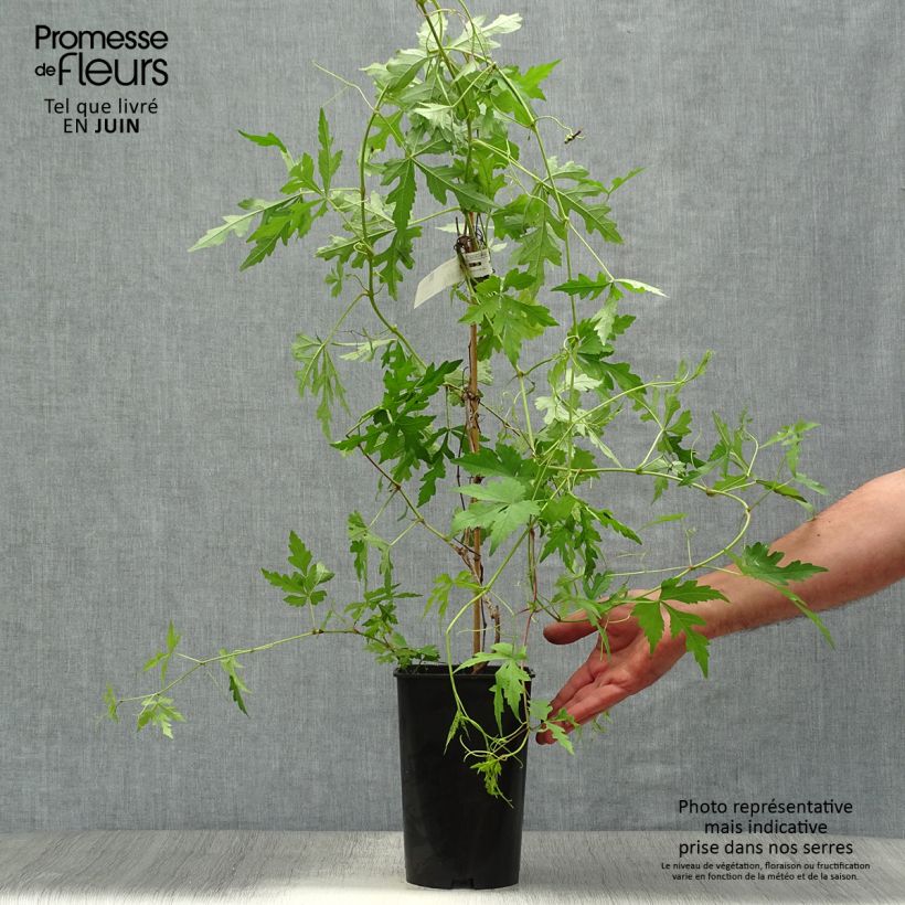 Esemplare di Ampelopsis aconitifolia Vaso da 2L/3L consegnato in estate
