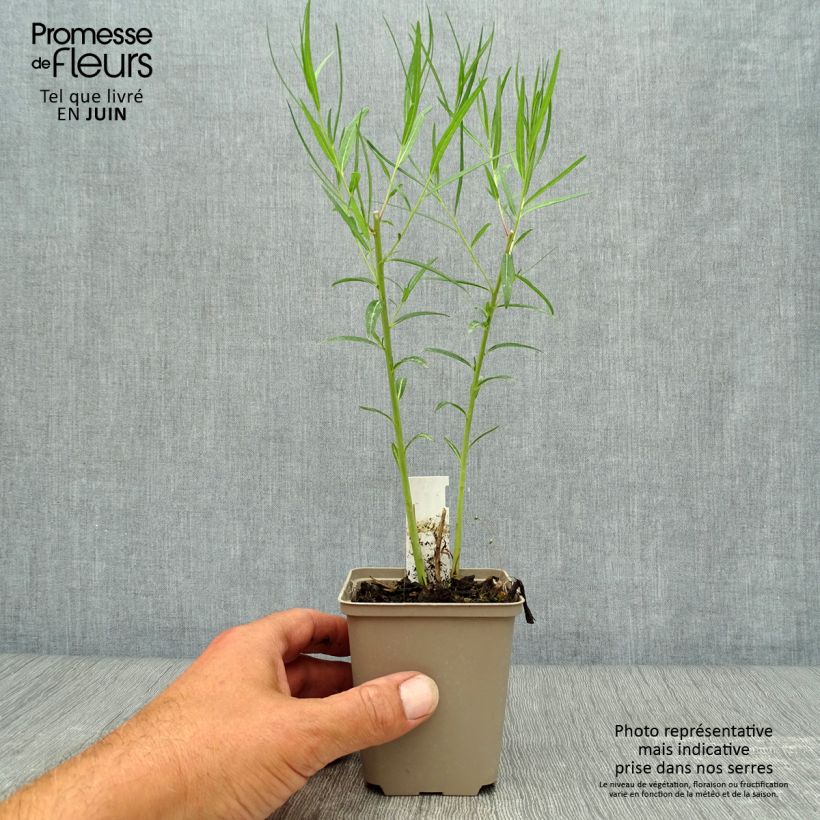 Esemplare di Amsonia Ernst Pagels Vasetto da 8/9 cm consegnato in estate