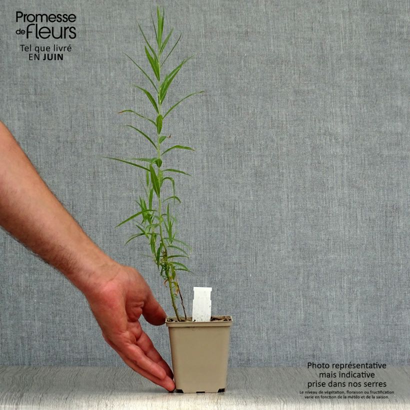 Esemplare di Amsonia ciliata Vasetto da 8/9 cm consegnato in estate