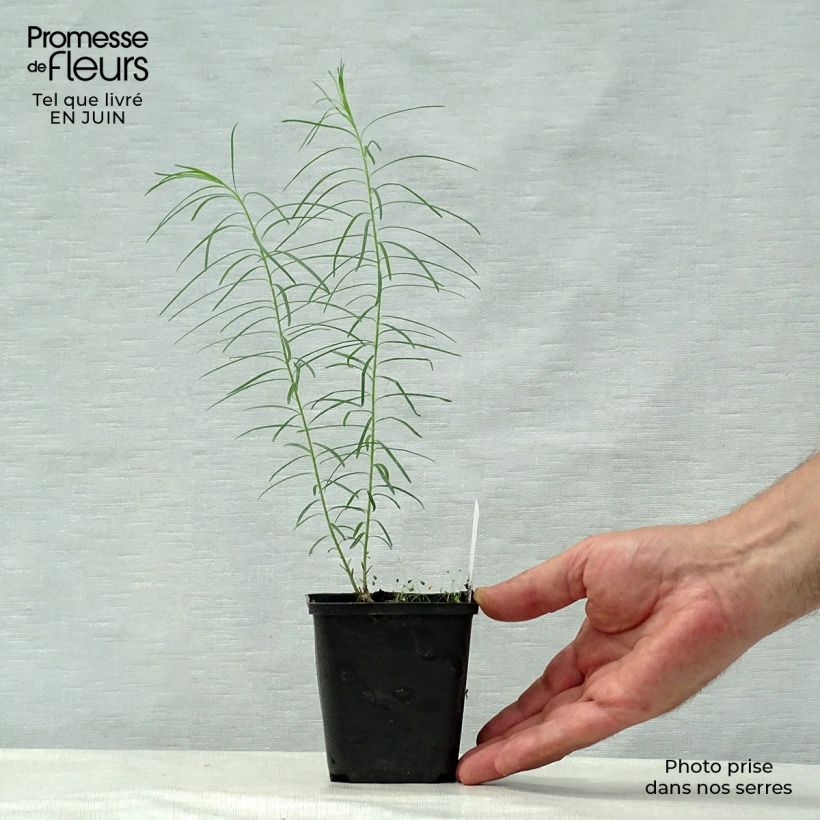 Esemplare di Amsonia hubrichtii Vasetto da 8/9 cm consegnato in estate