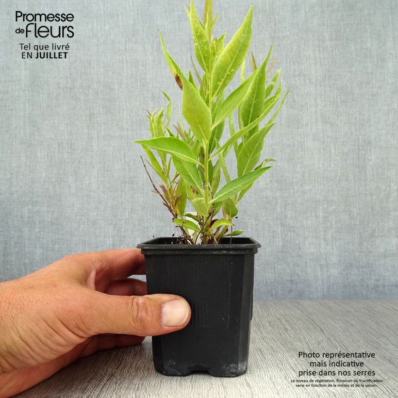 Esemplare di Amsonia Blue Ice Vasetto da 8/9 cm consegnato in estate