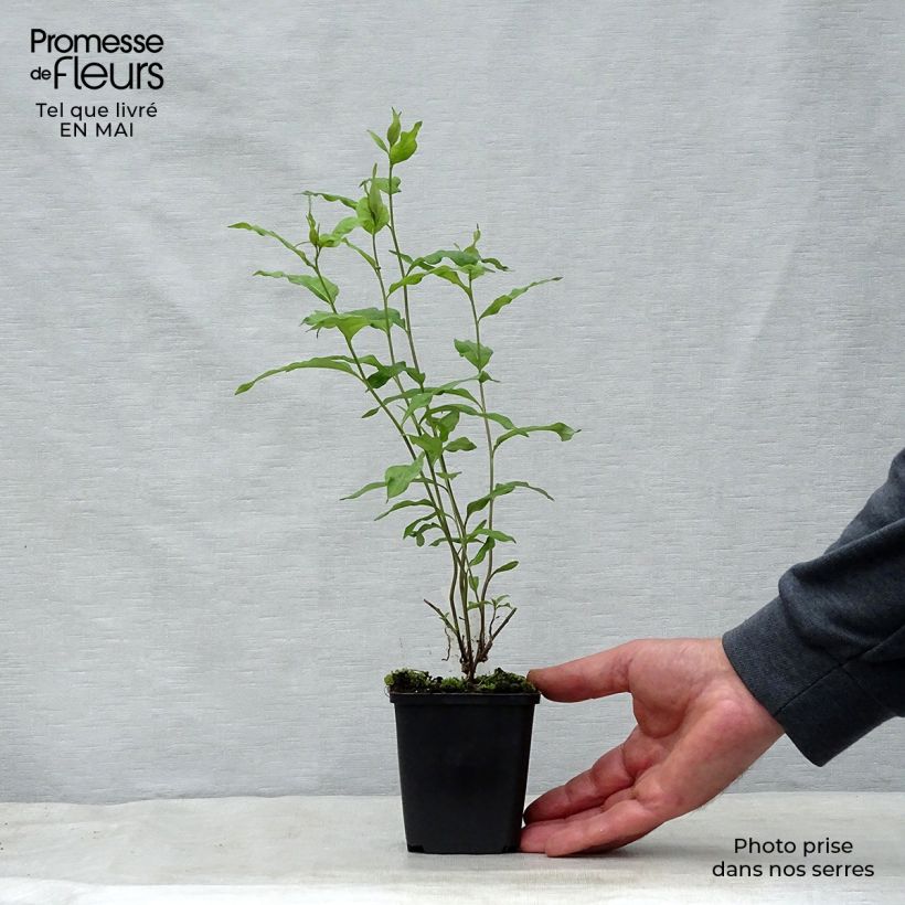 Amsonia orientalis Godet de 9cm esemplare consegnato in primavera