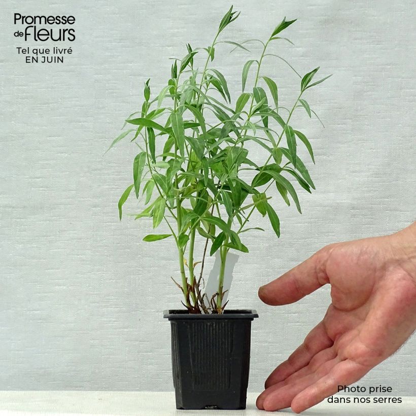 Esemplare di Amsonia tabernaemontana var. salicifolia Vasetto da 8/9 cm consegnato in estate
