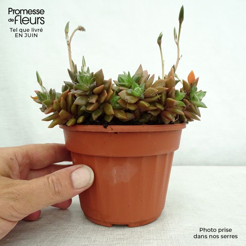 Esemplare di Anacampseros filamentosa Vaso da Ø 12 cm / 13 cm consegnato in estate