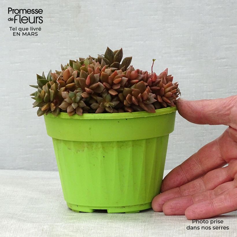 Anacampseros filamentosa Pot de 13 cm esemplare consegnato in primavera