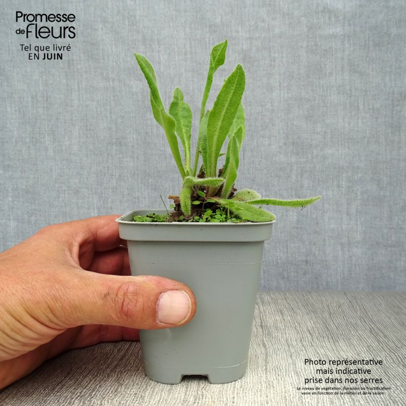 Esemplare di Anchusa azurea Loddon Royalist - Buglossa azzurra Vasetto da 8/9 cm consegnato in estate