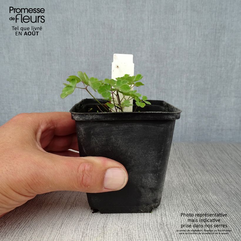 Esemplare di Aquilegia Blue Star Vasetto da 8/9 cm consegnato in estate