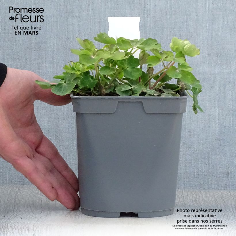 Aquilegia vulgaris Clementine Blue Vaso da 2L/3L esemplare consegnato in primavera