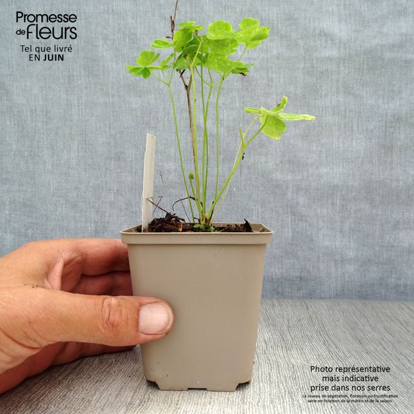 Esemplare di Aquilegia vulgaris Clementine White Vasetto da 8/9 cm consegnato in estate
