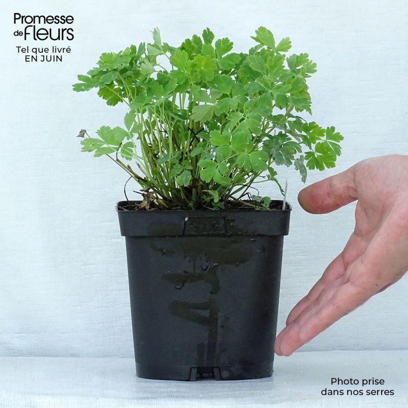 Esemplare di Aquilegia vulgaris Crimson Star Vaso da 2L/3L consegnato in estate