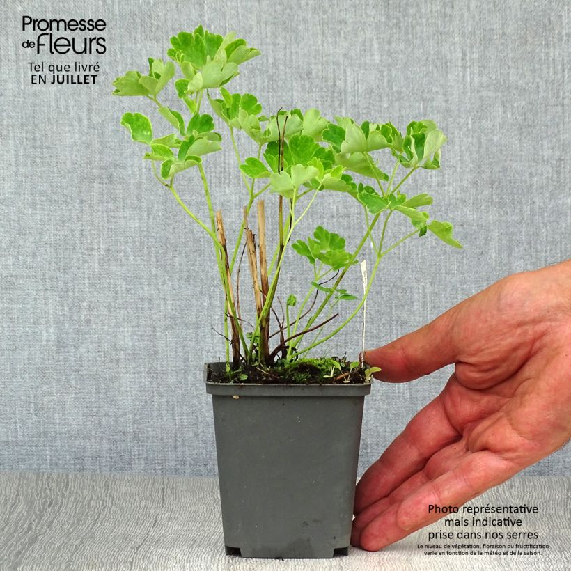 Esemplare di Aquilegia vulgaris clematiflora Green Apples Vasetto da 8/9 cm consegnato in estate