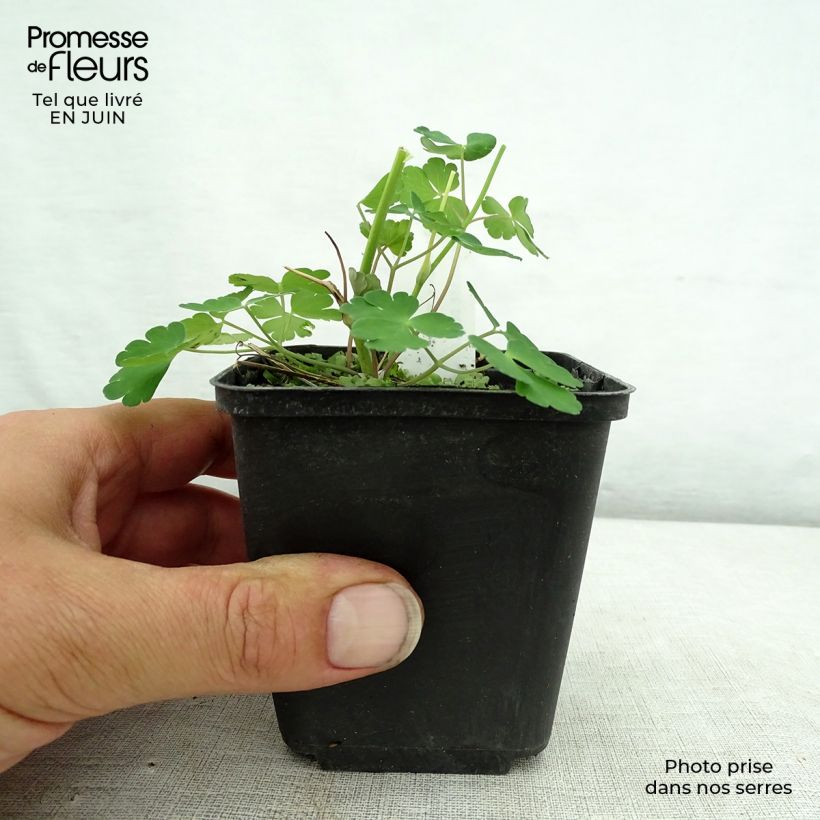 Esemplare di Aquilegia vulgaris Winky Double Dark Blue White Vasetto da 8/9 cm consegnato in estate