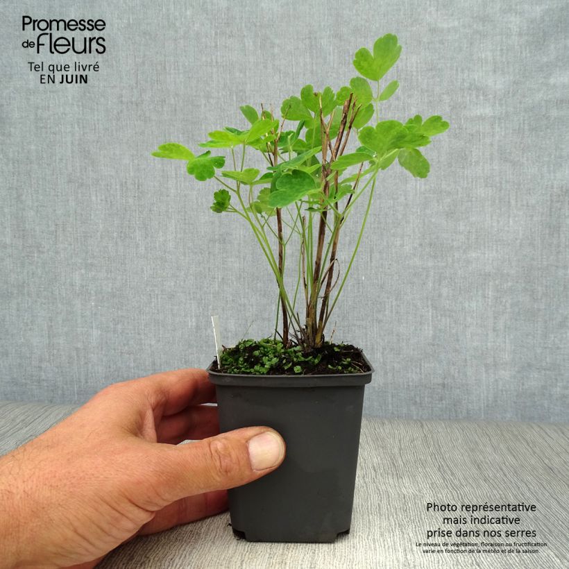 Esemplare di Aquilegia vulgaris Winky Red White Vasetto da 8/9 cm consegnato in estate