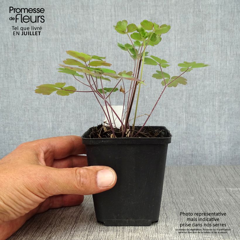 Esemplare di Aquilegia Winky Double Rose White Vasetto da 8/9 cm consegnato in estate