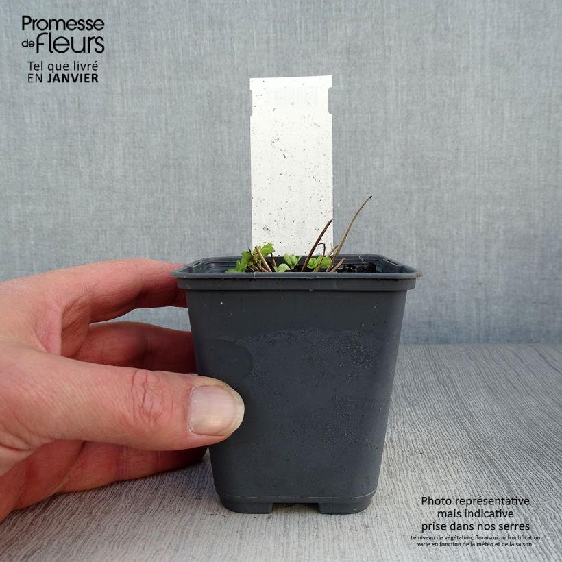 Aquilegia vulgaris Winky White and White Vasetto da 8/9 cm esemplare consegnato in inverno