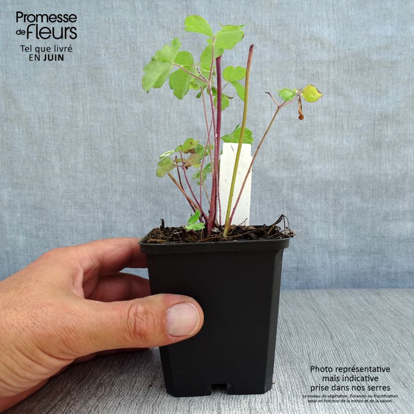 Esemplare di Aquilegia alpina Vasetto da 8/9 cm consegnato in estate