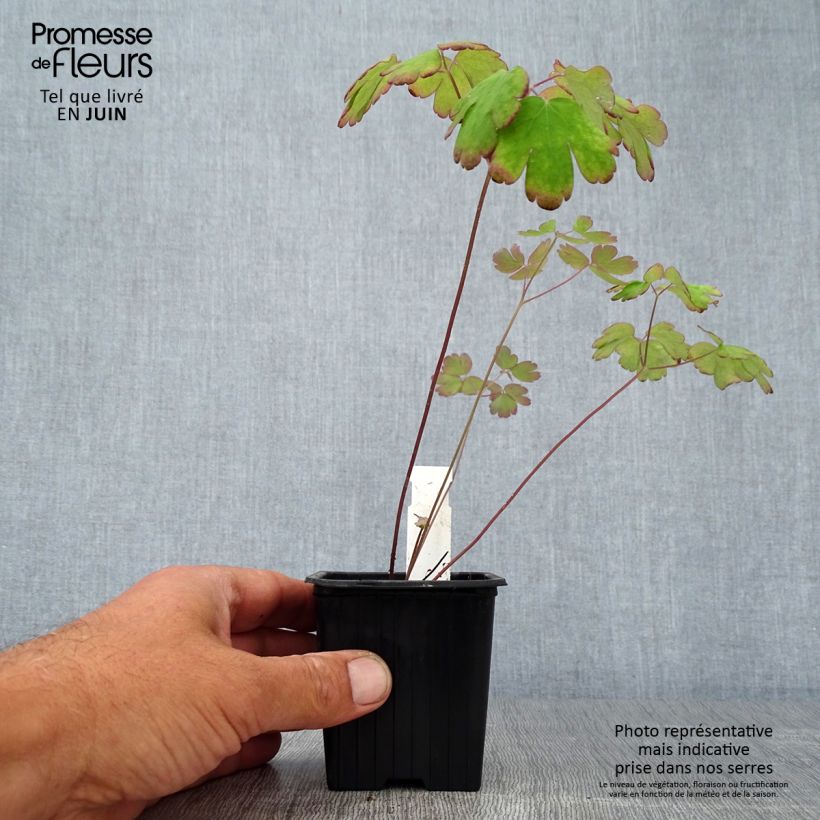 Esemplare di Aquilegia canadensis Vasetto da 8/9 cm consegnato in estate
