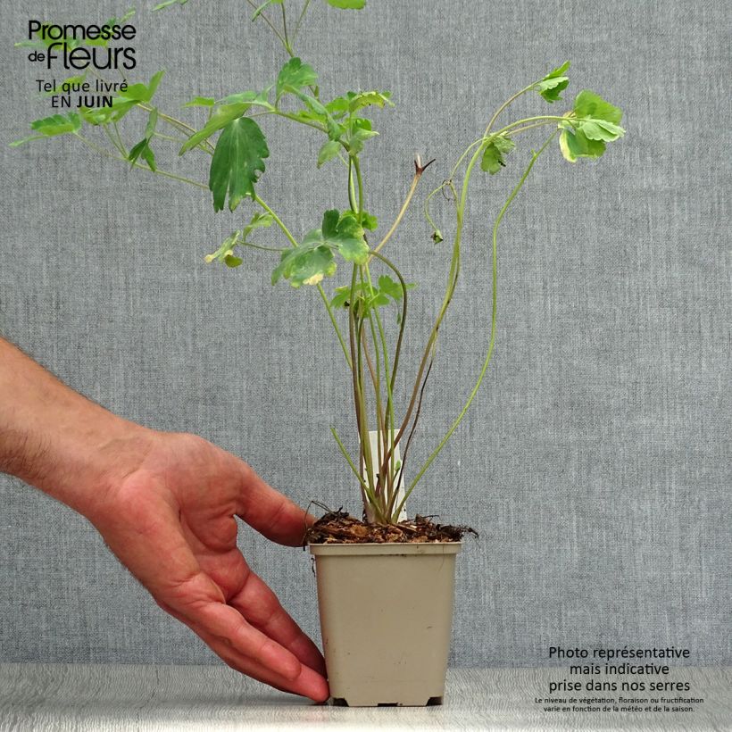Esemplare di Aquilegia chrysantha Yellow Queen Vasetto da 8/9 cm consegnato in estate