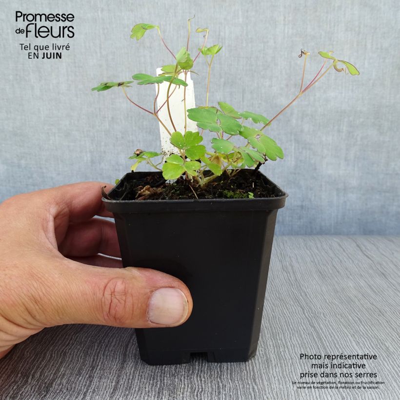 Esemplare di Aquilegia flabellata Ministar Vasetto da 8/9 cm consegnato in estate