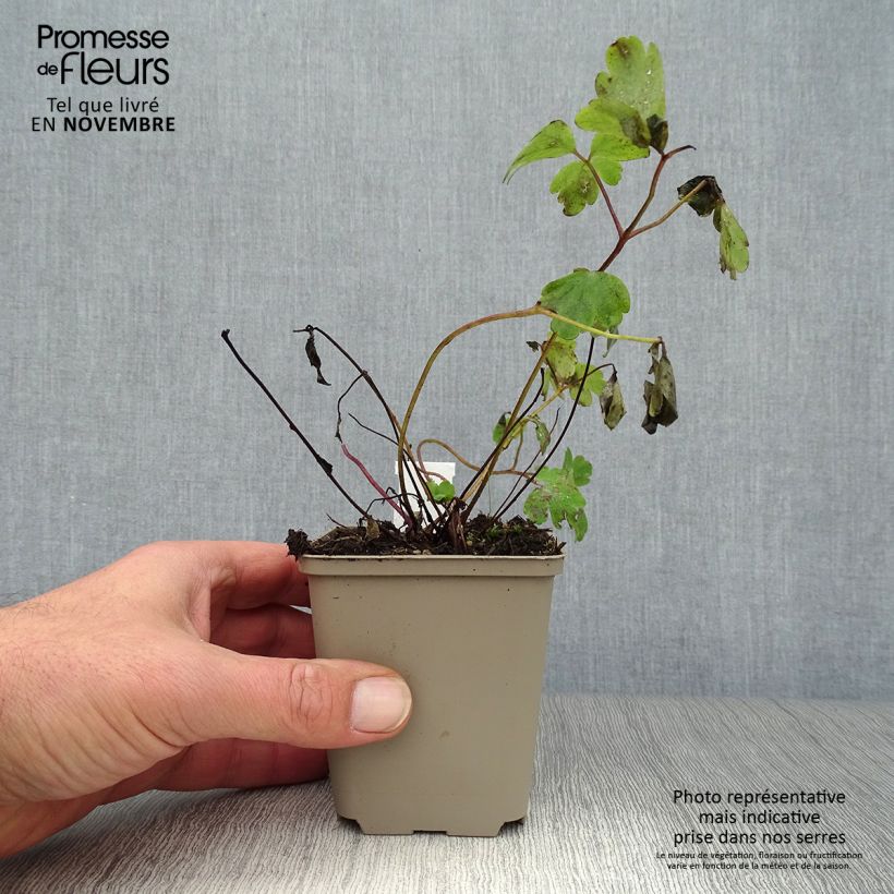 Esemplare di Aquilegia vulgaris Ruby Port Vasetto da 8/9 cm come consegnato in autunno
