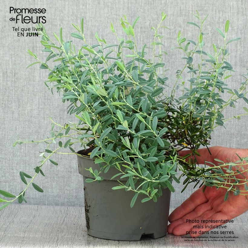 Esemplare di Andromeda polifolia Blue Ice - Rosmarino di palude Vaso da 2L/3L consegnato in estate