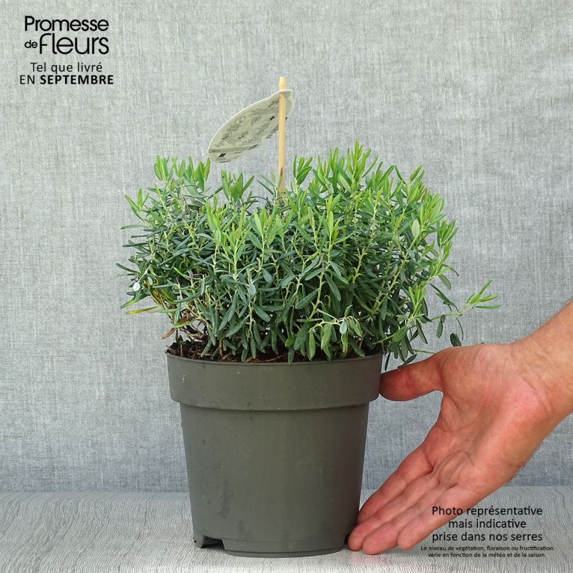 Esemplare di Andromeda polifolia Blue Ice - Rosmarino di palude Vaso da 4L/5L come consegnato in autunno