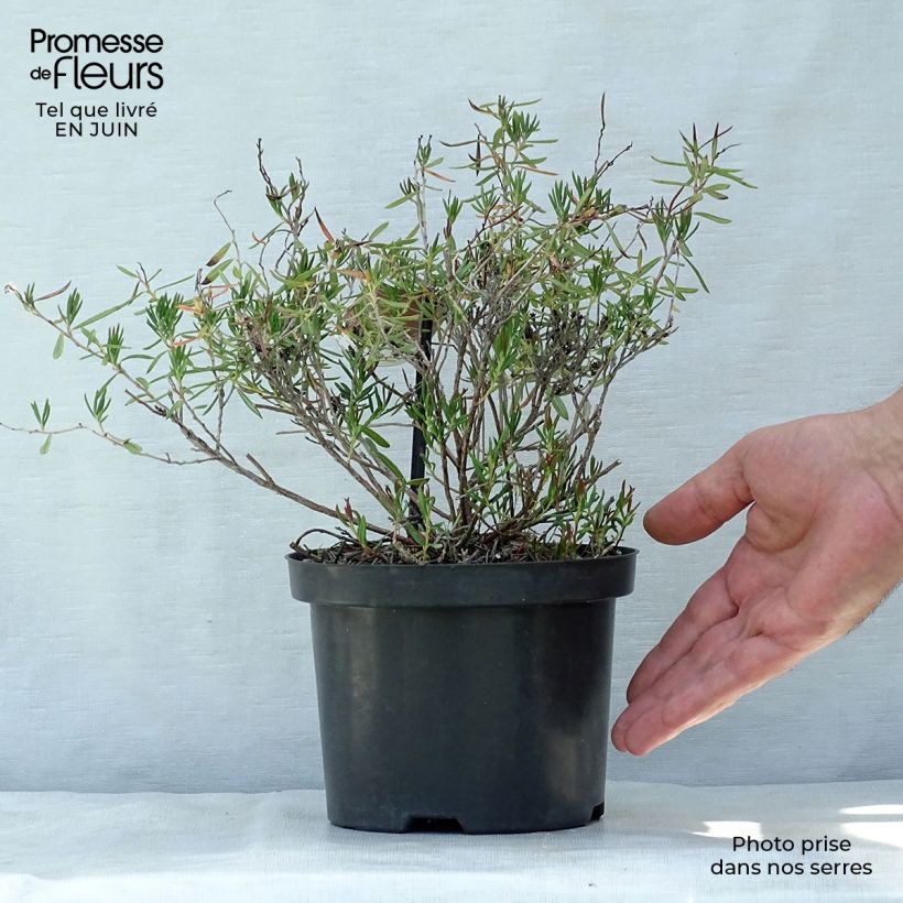 Esemplare di Andromeda polifolia Nikko - Rosmarino di palude Vaso da 2L/3L consegnato in estate