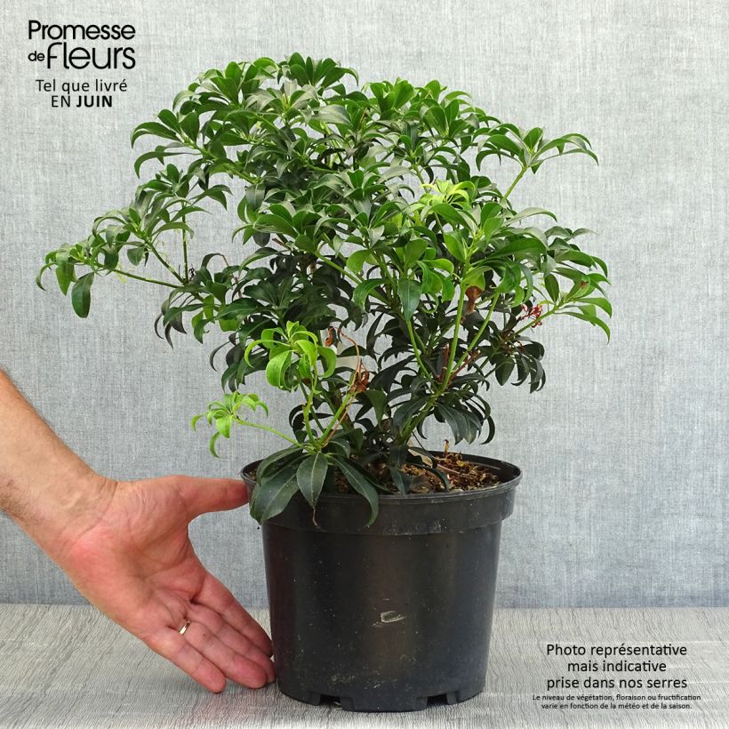 Esemplare di Pieris japonica Bonfire Vaso da 3L/4L consegnato in estate