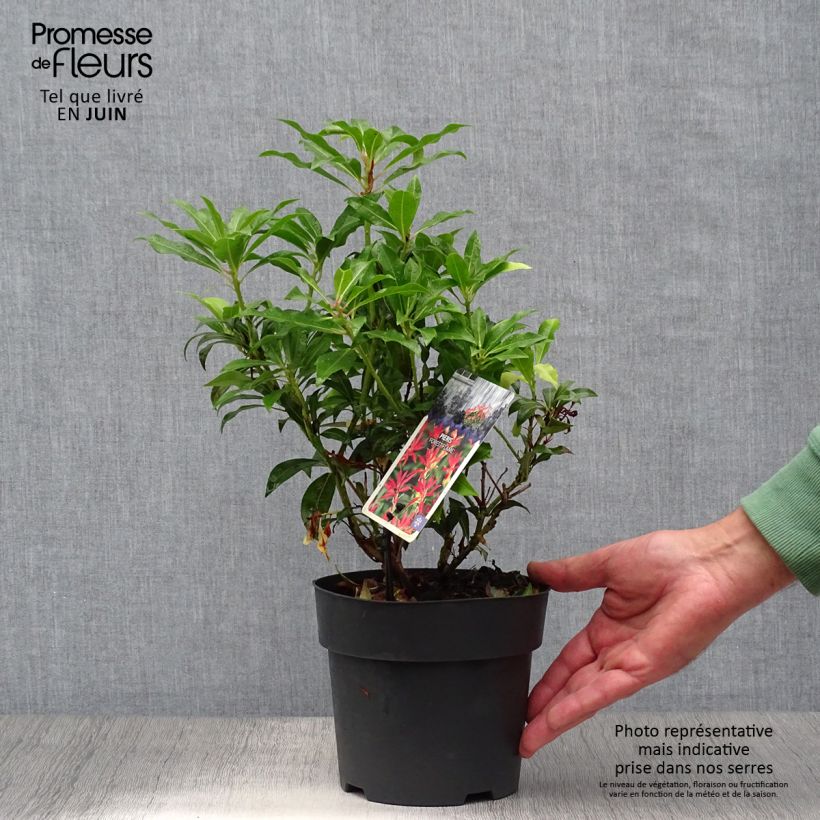 Esemplare di Pieris japonica Forest Flame Vaso da 2L/3L consegnato in estate