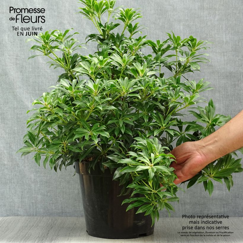 Esemplare di Pieris japonica Forest Flame Vaso da 7,5L/10L consegnato in estate