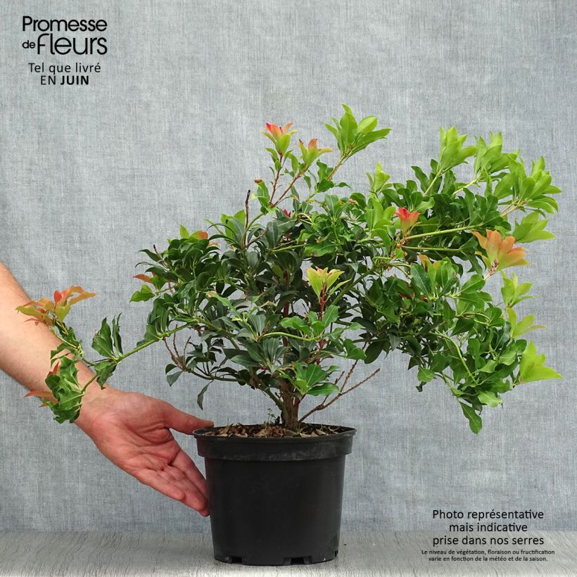 Esemplare di Pieris japonica Mountain Fire Vaso da 4L/5L consegnato in estate