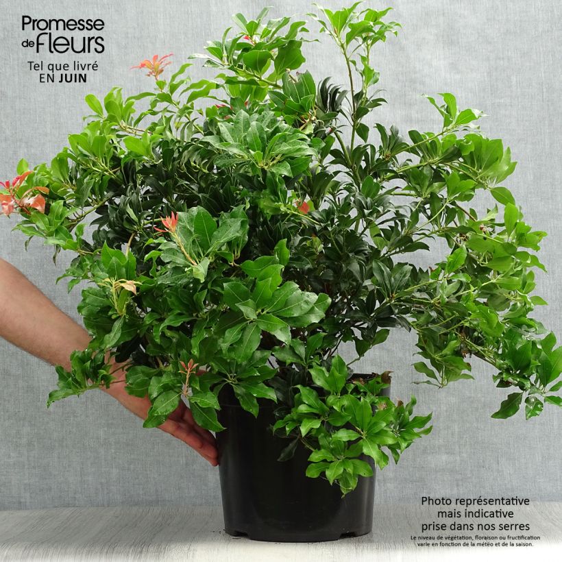 Esemplare di Pieris japonica Mountain Fire Vaso da 7,5L/10L consegnato in estate