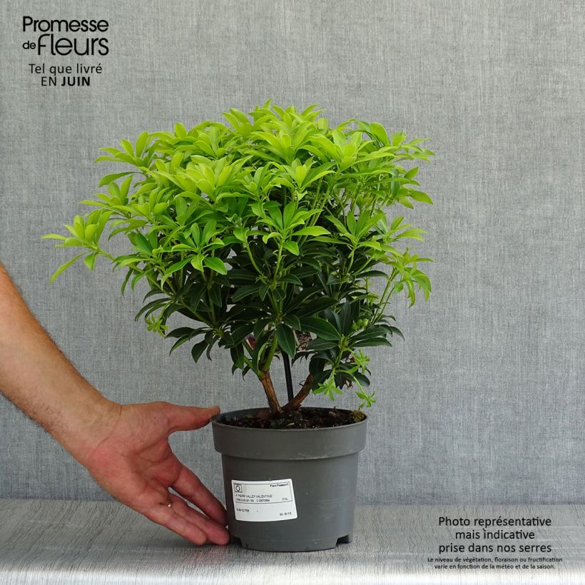 Esemplare di Pieris japonica Valley Valentine Vaso da 2L/3L consegnato in estate