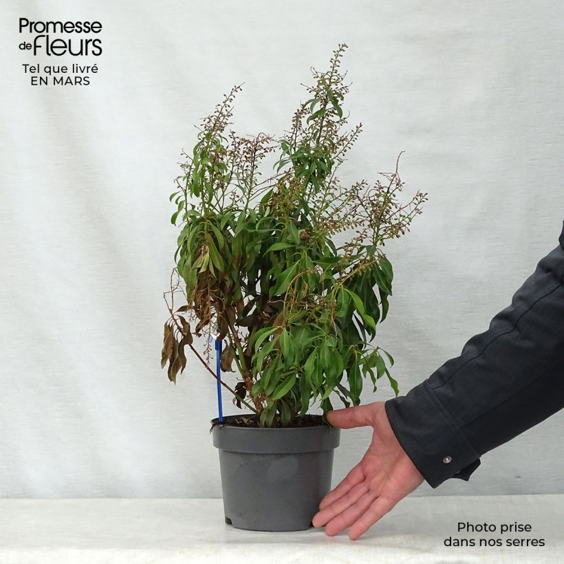 Pieris japonica Pink passion Vaso da 2L/3L esemplare consegnato in primavera