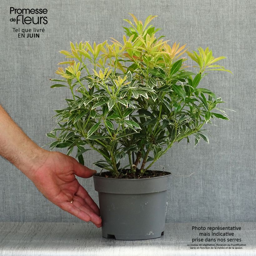 Esemplare di Pieris japonica Flaming Silver Vaso da 2L/3L consegnato in estate