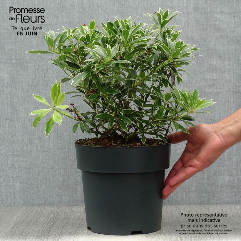 Esemplare di Pieris japonica Flaming Silver Vaso da 4L/5L consegnato in estate