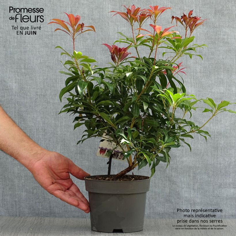 Esemplare di Pieris japonica Katsura Vaso da 2L/3L consegnato in estate