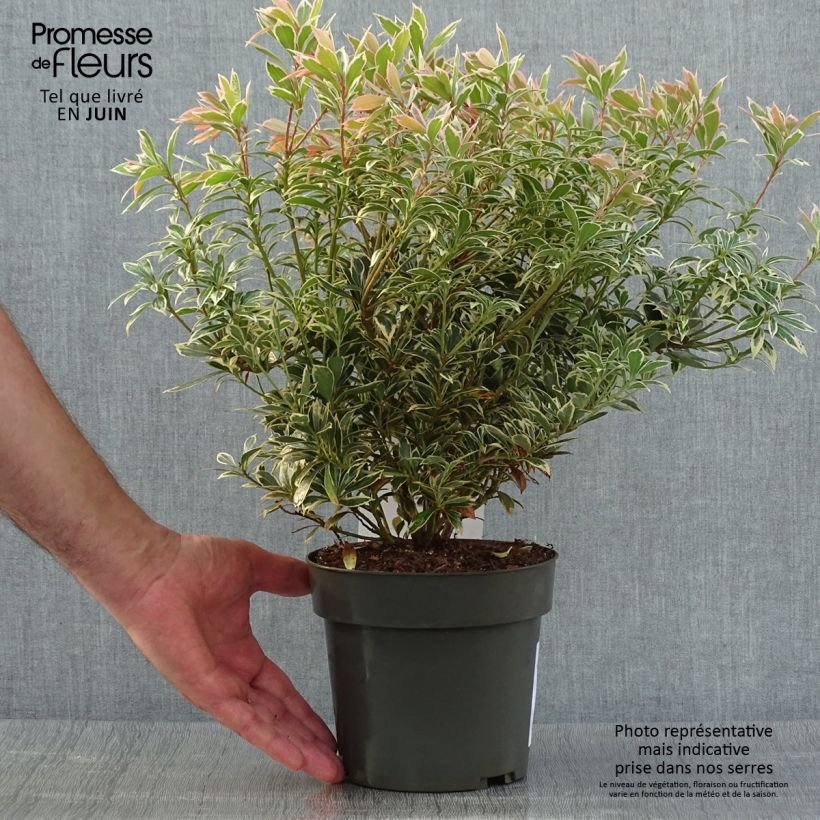 Esemplare di Pieris japonica Little Frosty Vaso da 2L/3L consegnato in estate