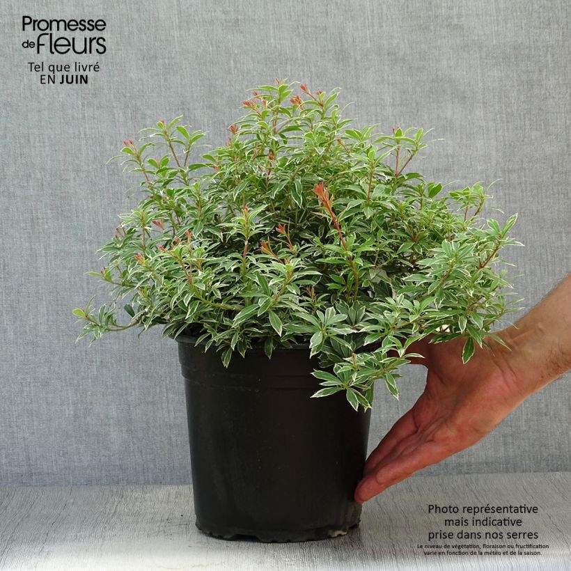 Esemplare di Pieris japonica Little Goldy Vaso da 4L/5L consegnato in estate