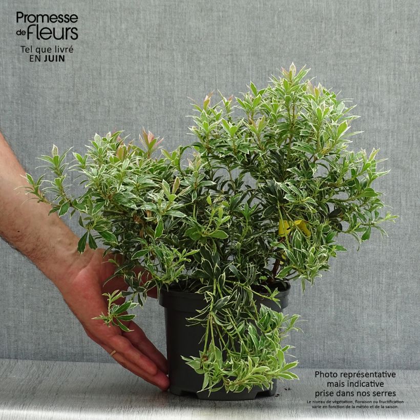 Esemplare di Pieris japonica Little Heath Vaso da 2L/3L consegnato in estate