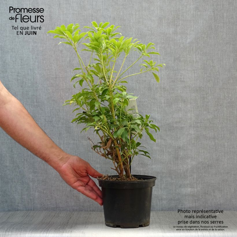 Esemplare di Pieris japonica Passion Vaso da 2L/3L consegnato in estate
