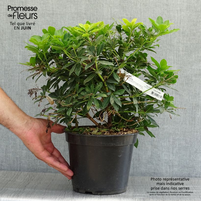 Esemplare di Pieris japonica Sarabande Vaso da 3L/4L consegnato in estate