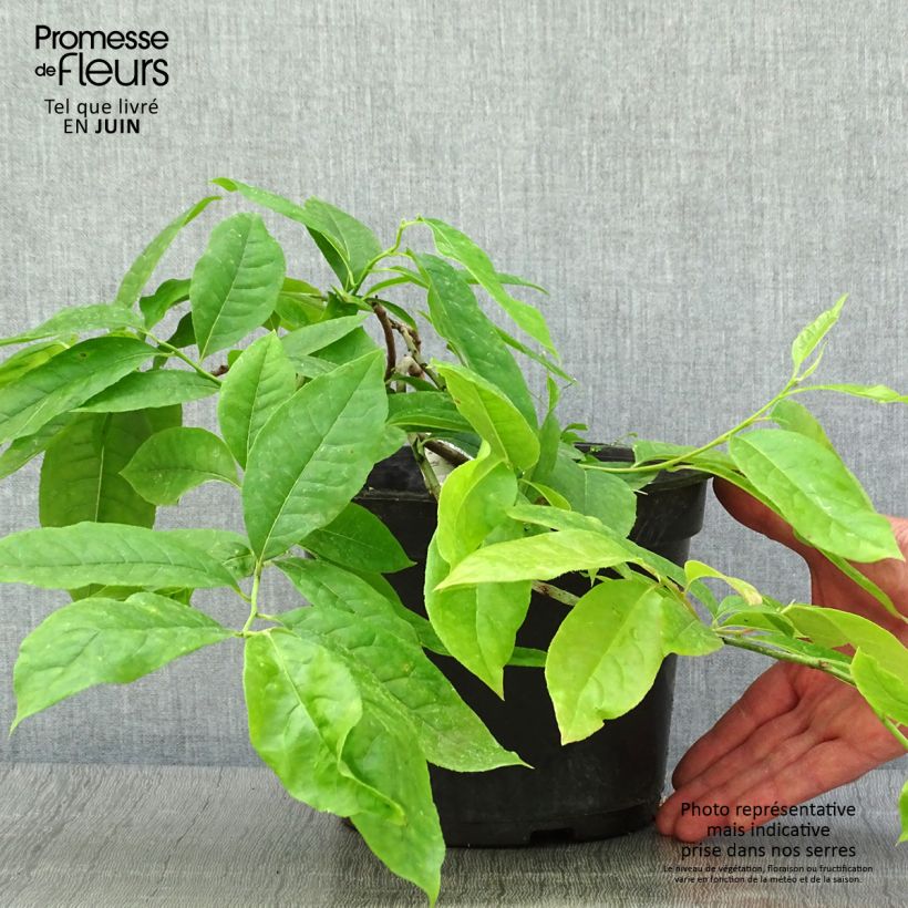 Esemplare di Oxydendron arboreum Vaso da 4L/5L consegnato in estate
