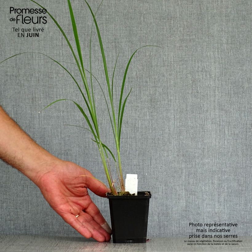 Esemplare di Andropogon gerardii Prairie Sommer Vasetto da 8/9 cm consegnato in estate